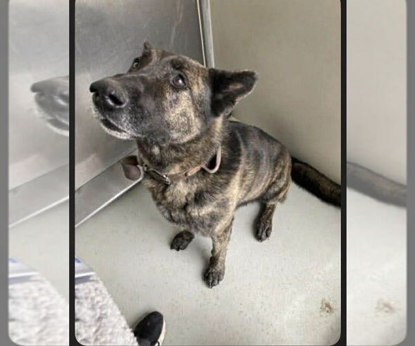 Medium Photo #3 German Shepherd Dog-Holland Shepherd Mix Puppy For Sale in Imlay City, MI, USA