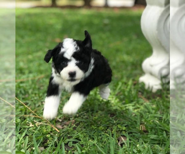 Medium Photo #15 Aussiedoodle Miniature  Puppy For Sale in FORT MYERS, FL, USA
