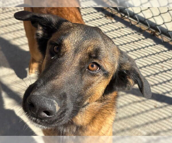 Medium Photo #1 Mutt Puppy For Sale in Tulsa, OK, USA