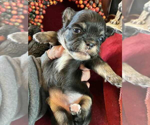 Medium Photo #3 Chihuahua Puppy For Sale in NEWVILLE, PA, USA