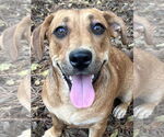 Small Mountain Cur Mix