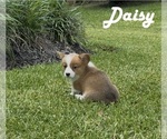 Puppy Daisy Pembroke Welsh Corgi