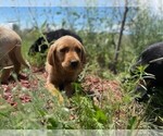 Small Photo #1 Golden Labrador Puppy For Sale in PEYTON, CO, USA