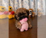 Small #8 Lhasa Apso