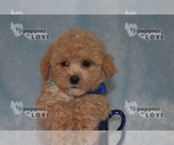 Medium Photo #13 Poodle (Toy) Puppy For Sale in SANGER, TX, USA