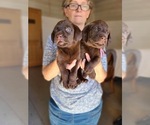 Small Photo #9 Labrador Retriever Puppy For Sale in WAGENER, SC, USA