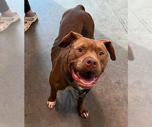 American Staffordshire Terrier-Unknown Mix Dogs for adoption in Tavares, FL, USA