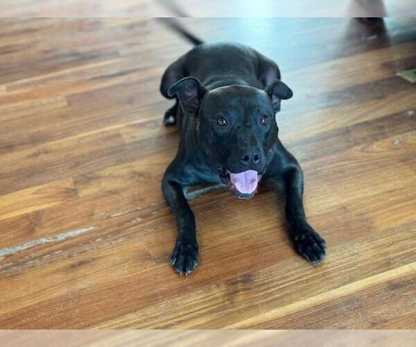 Medium Photo #7 Mutt Puppy For Sale in Holly Springs, NC, USA