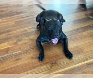 Buddy - Male Mutt Dog for Adoption - Photo #7