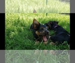 Small Photo #32 Yorkshire Terrier Puppy For Sale in NEVADA, TX, USA