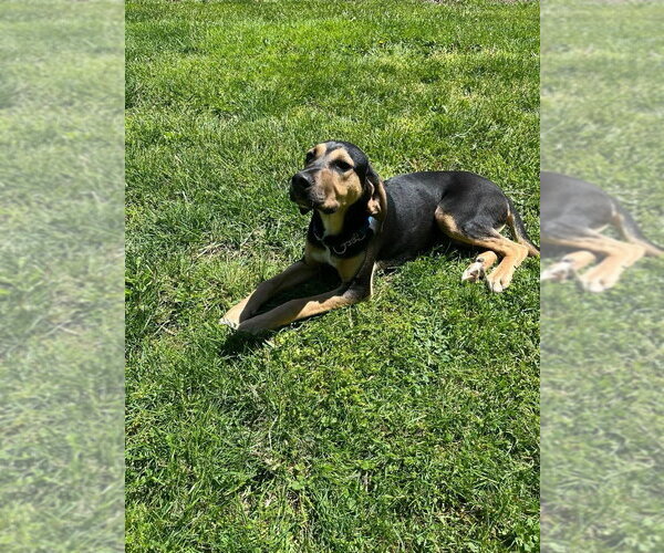 Medium Photo #2 Mutt Puppy For Sale in Osgood, IN, USA