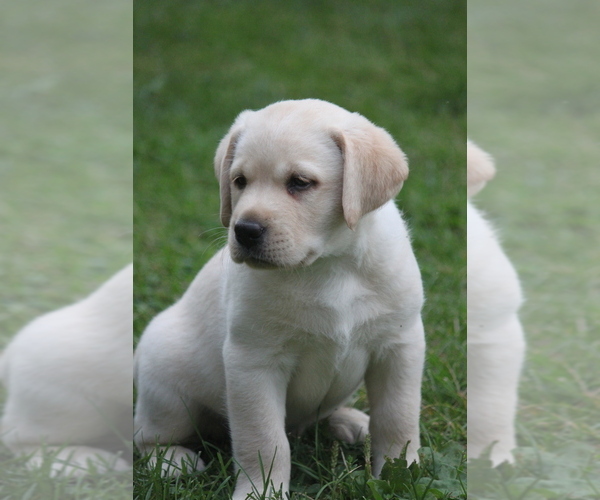 Medium Photo #2 Labrador Retriever Puppy For Sale in MARNE, MI, USA