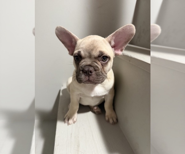 Medium Photo #2 French Bulldog Puppy For Sale in CUSHING, OK, USA