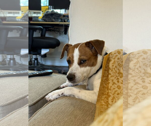 Medium Photo #28 Mutt Puppy For Sale in Philadelphia, PA, USA