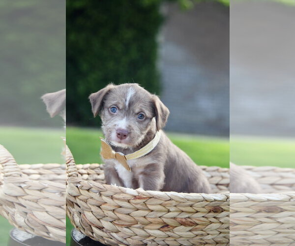 Medium Photo #2 Mutt Puppy For Sale in Sandy, UT, USA