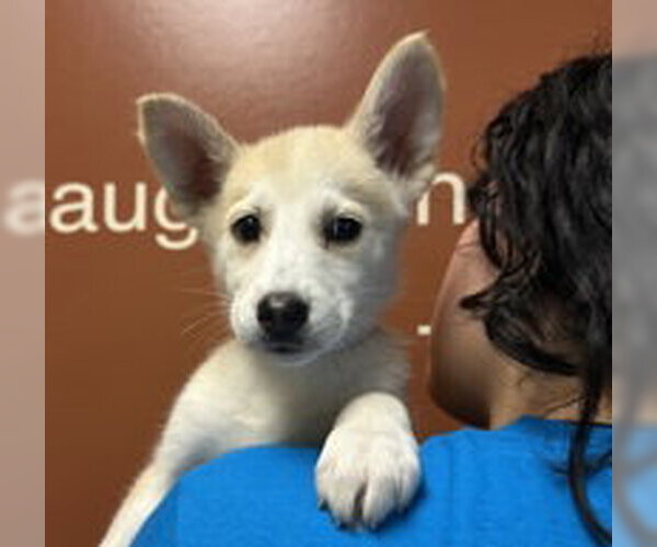 Medium Photo #1 Siberian Husky Puppy For Sale in Salinas, CA, USA