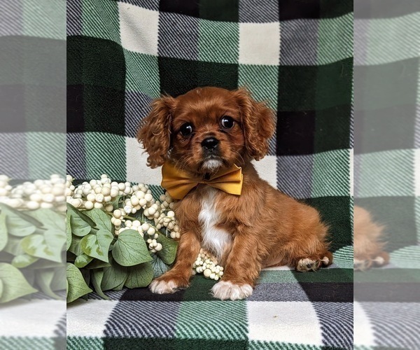Medium Photo #1 Cavalier King Charles Spaniel Puppy For Sale in QUARRYVILLE, PA, USA