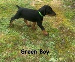 Small Photo #16 Doberman Pinscher Puppy For Sale in NEW KENT, VA, USA