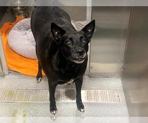 German Shepherd Dog-Unknown Mix Dogs for adoption in Orange, CA, USA