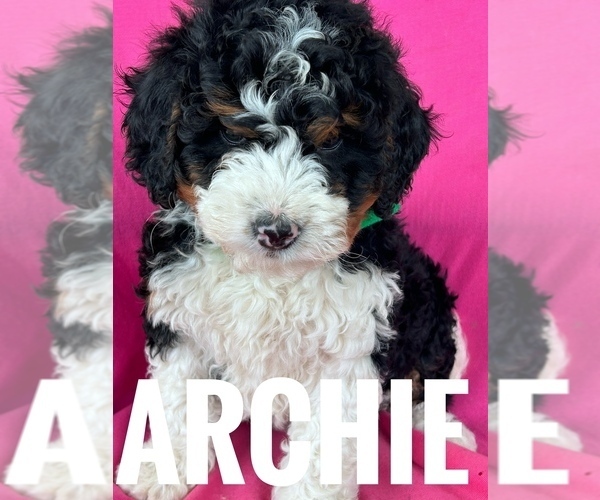 Medium Photo #20 Bernedoodle (Miniature) Puppy For Sale in BOWLING GREEN, KY, USA