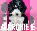 Small #4 Bernedoodle (Miniature)