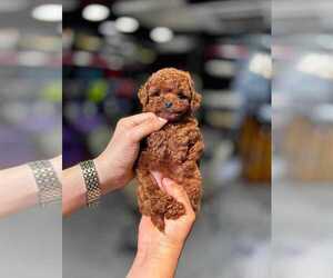 Yorkshire Terrier Puppy for sale in Berlin, Berlin, Germany