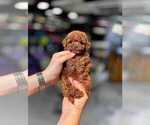 Small Yorkshire Terrier