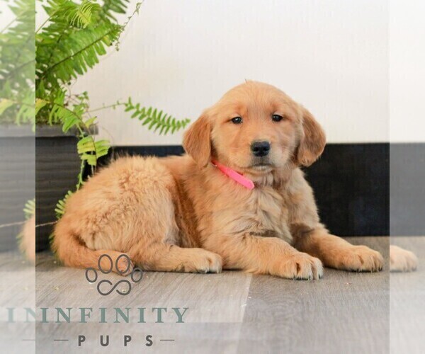 Medium Photo #3 Golden Retriever Puppy For Sale in LITITZ, PA, USA