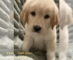 Puppy 4 Goldendoodle-Great Pyrenees Mix