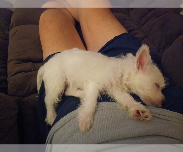 Medium Photo #22 West Highland White Terrier Puppy For Sale in HAM LAKE, MN, USA