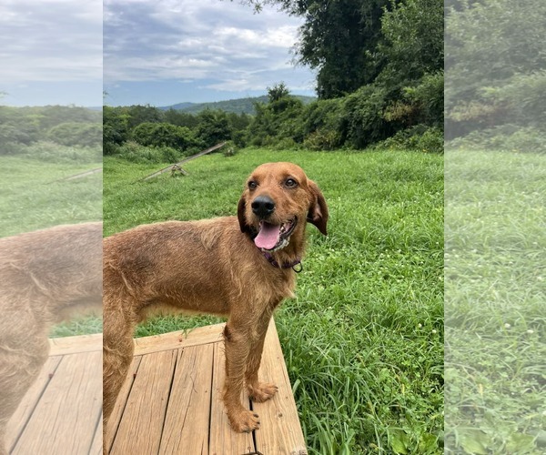Medium Photo #4 Airedale Terrier-Redbone Coonhound Mix Puppy For Sale in Monterey, VA, USA