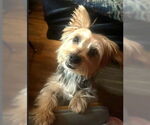 Small #1 Mutt