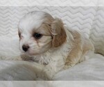 Small #9 Cavapoo