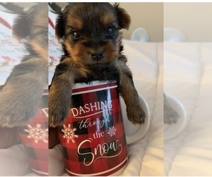 Yorkshire Terrier Puppy for Sale in DAVIE, Florida USA