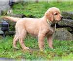 Small #2 Golden Retriever