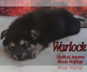 Wolf Hybrid Puppy for Sale in JEFFERSON, Texas USA