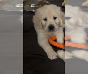 English Cream Golden Retriever Puppy for sale in JASPER, GA, USA
