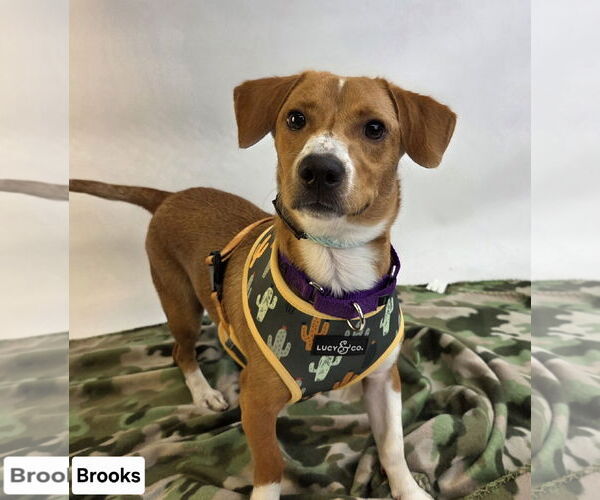 Medium Photo #3 Jack-A-Bee Puppy For Sale in Princeton, MN, USA