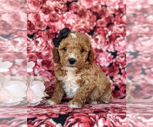Goldendoodle (Miniature) Puppy for sale in KIRKWOOD, PA, USA