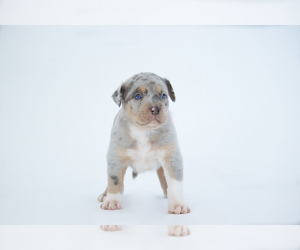 American Bully Puppy for sale in SHERMAN, IL, USA