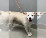*SERENA - Female Labrador Retriever-Unknown Mix Dog for Adoption - Small photo