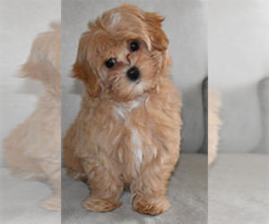 Mother of the Maltipoo puppies born on 10/20/2021
