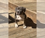Puppy Yellow American Bully