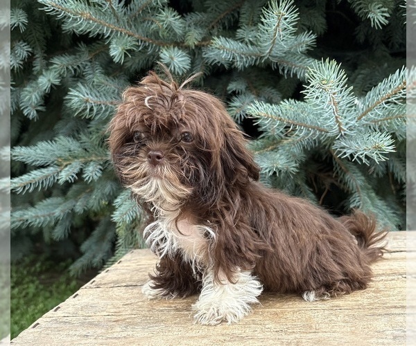 Medium Photo #2 Shih Tzu Puppy For Sale in MIDDLEBURY, IN, USA