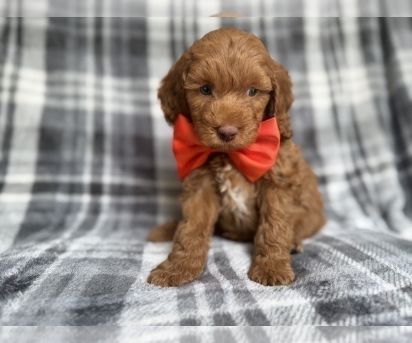 Medium Photo #3 Cockapoo (Miniature) Puppy For Sale in LAKELAND, FL, USA