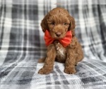 Small #2 Cockapoo (Miniature)