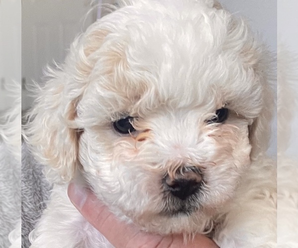 Medium Photo #6 ShihPoo Puppy For Sale in RENO, NV, USA