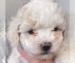 Small Photo #6 ShihPoo Puppy For Sale in RENO, NV, USA