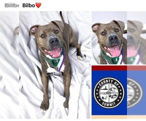 American Pit Bull Terrier Dogs for adoption in Akron, OH, USA