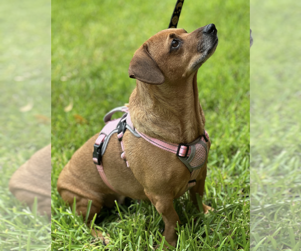 Medium Photo #4 Dachshund-Unknown Mix Puppy For Sale in Weston, FL, USA